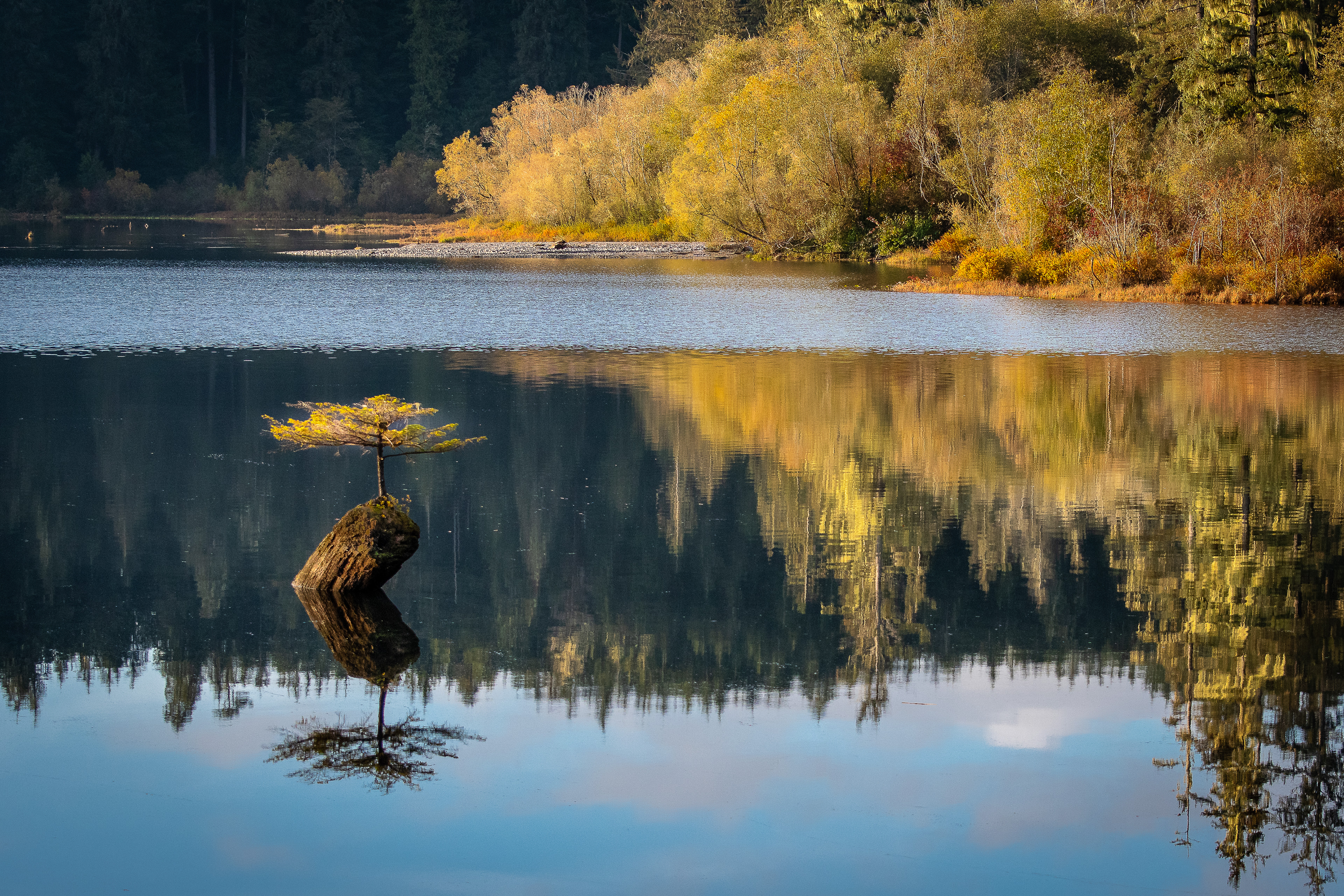 Bonsai Tree, Fairy Lake, Port Renfrew, Vancouver Island, British Columbia