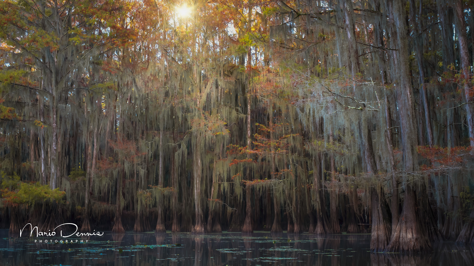Caddo Lake, TX