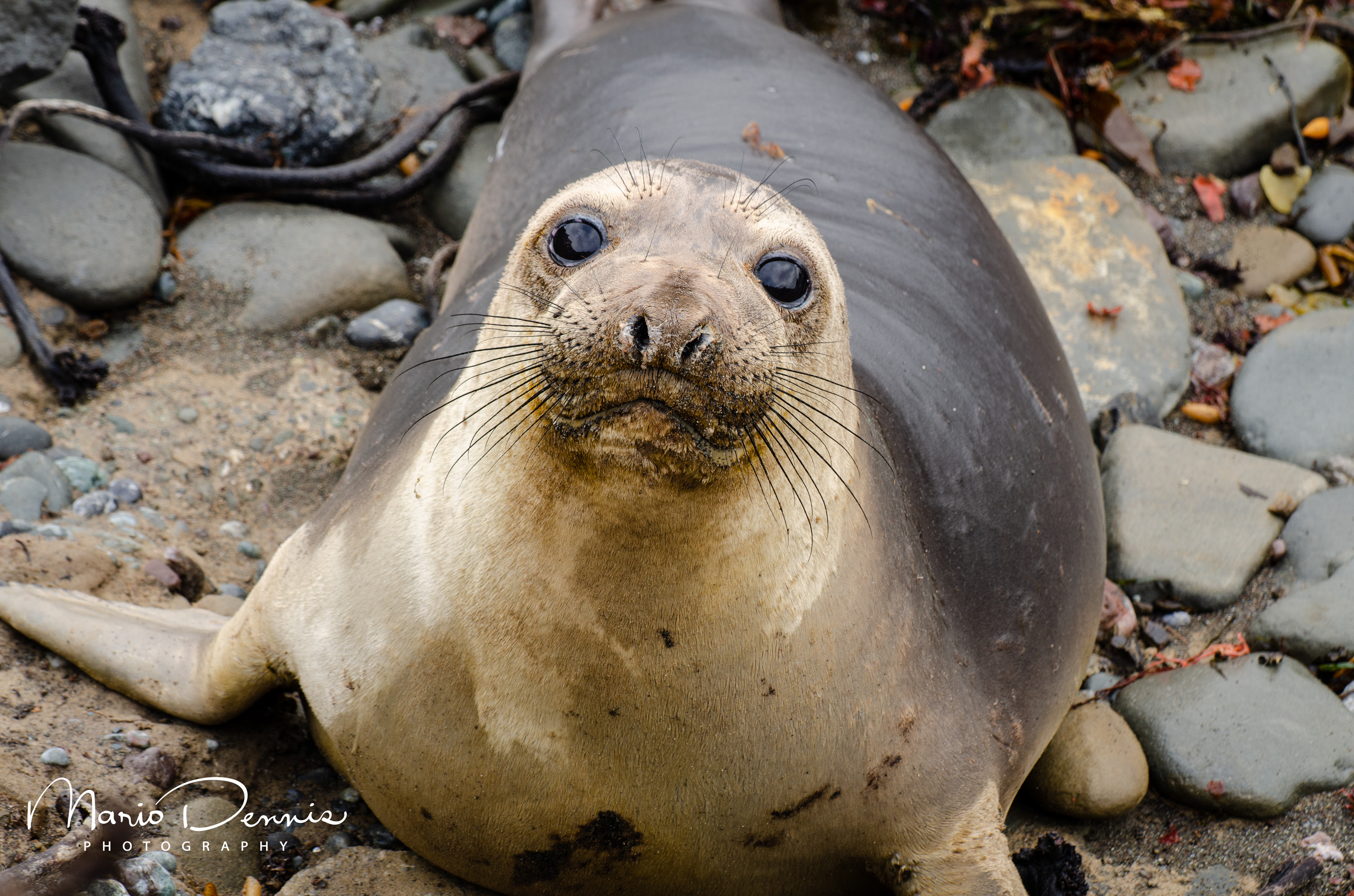 Peidras Blancas Seal Rookery, CA