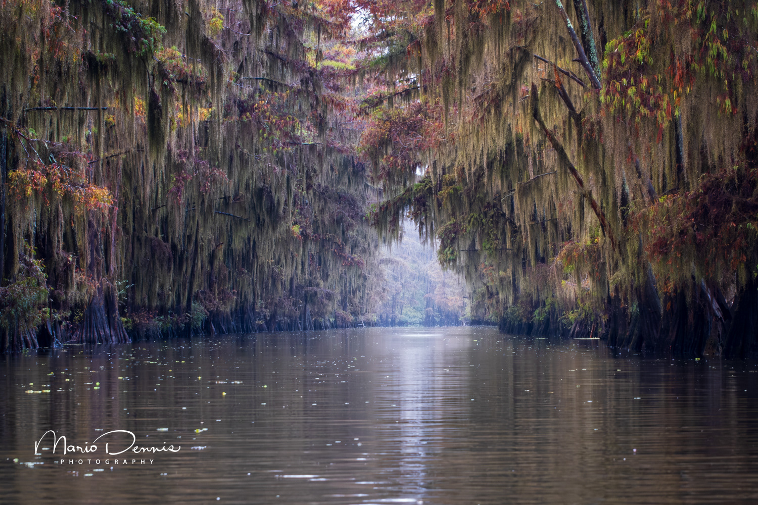 Caddo Lake, TX