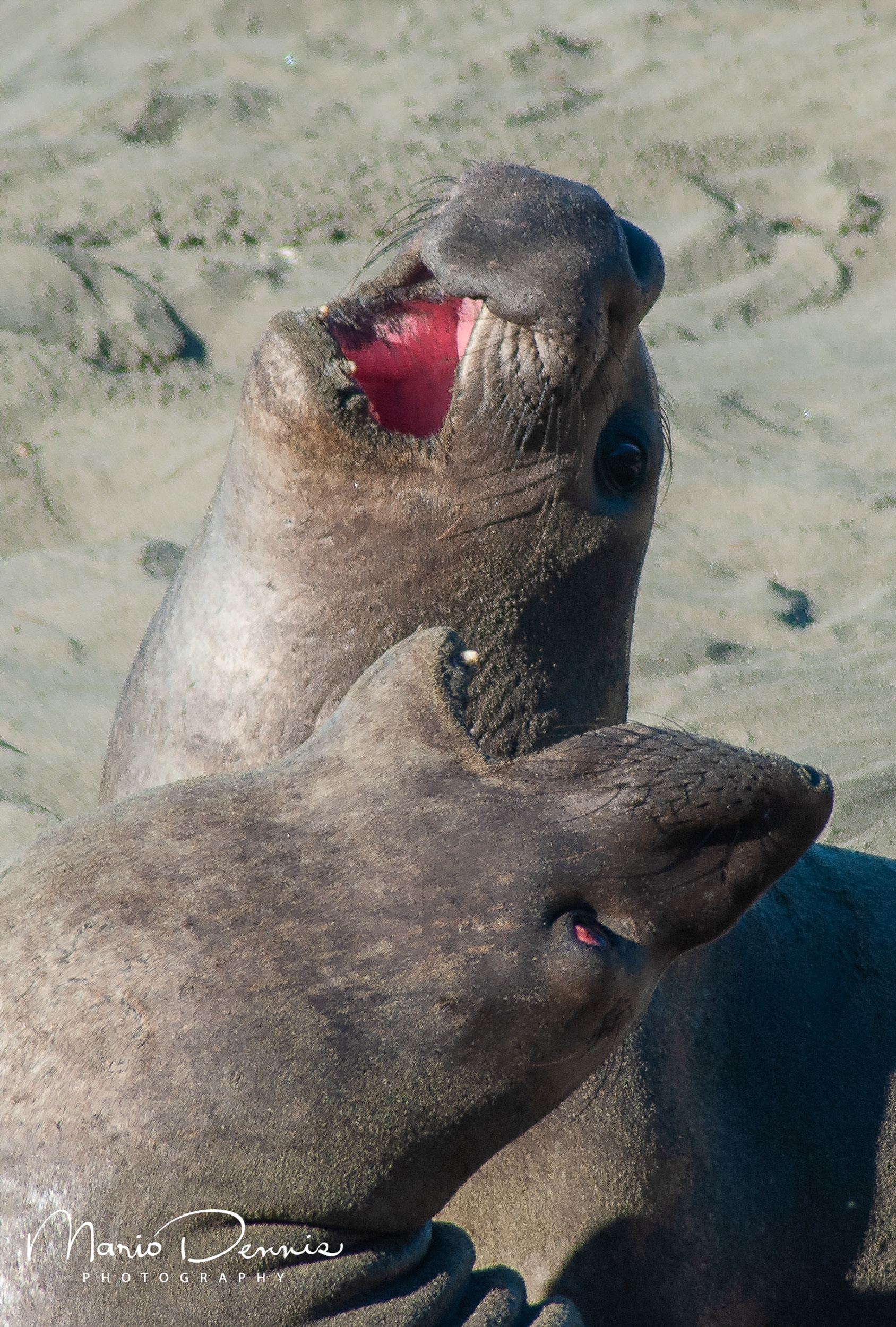 Piedras Blancas Seal Rookery, CA