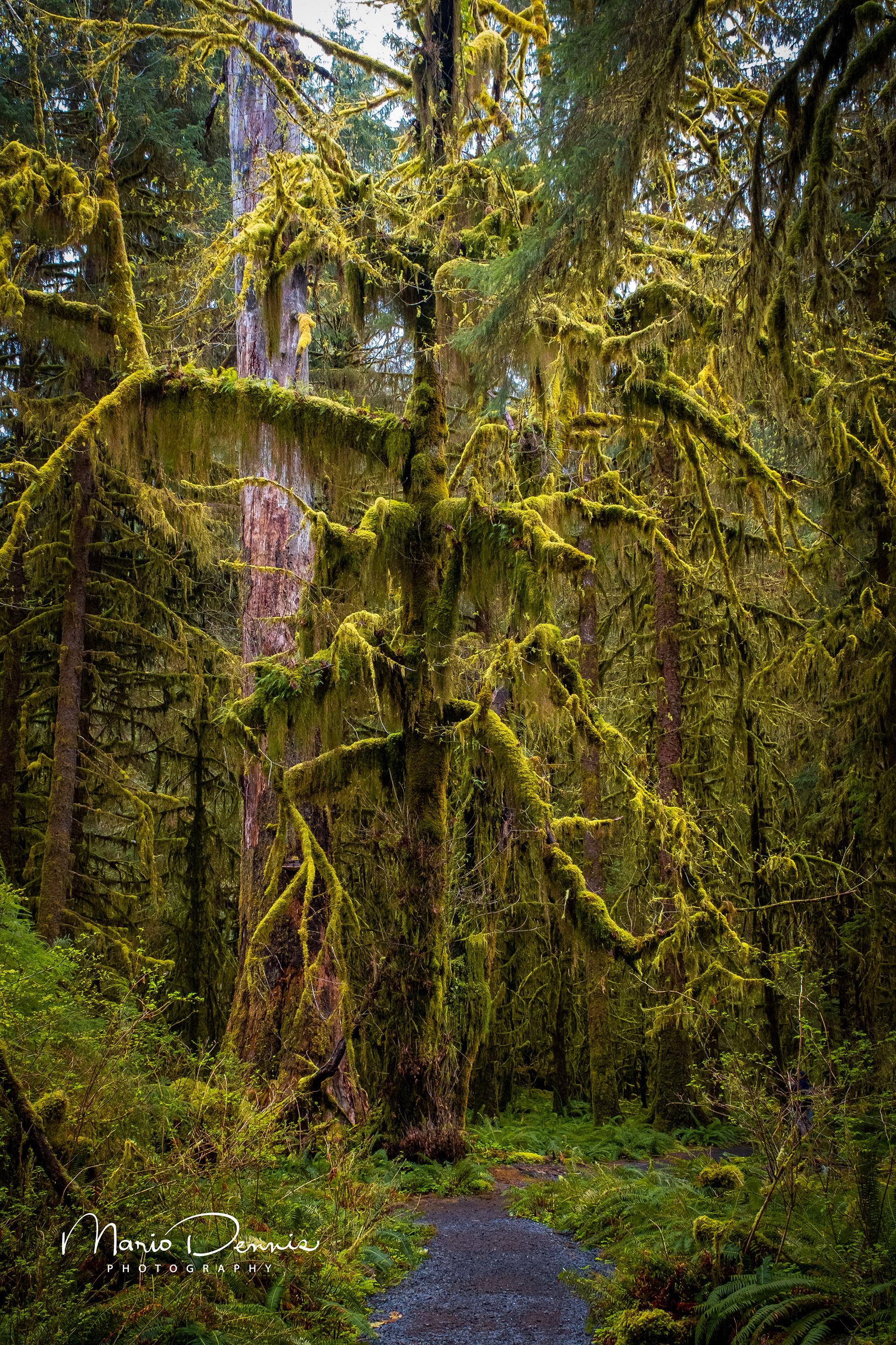Hoh Rain Forest