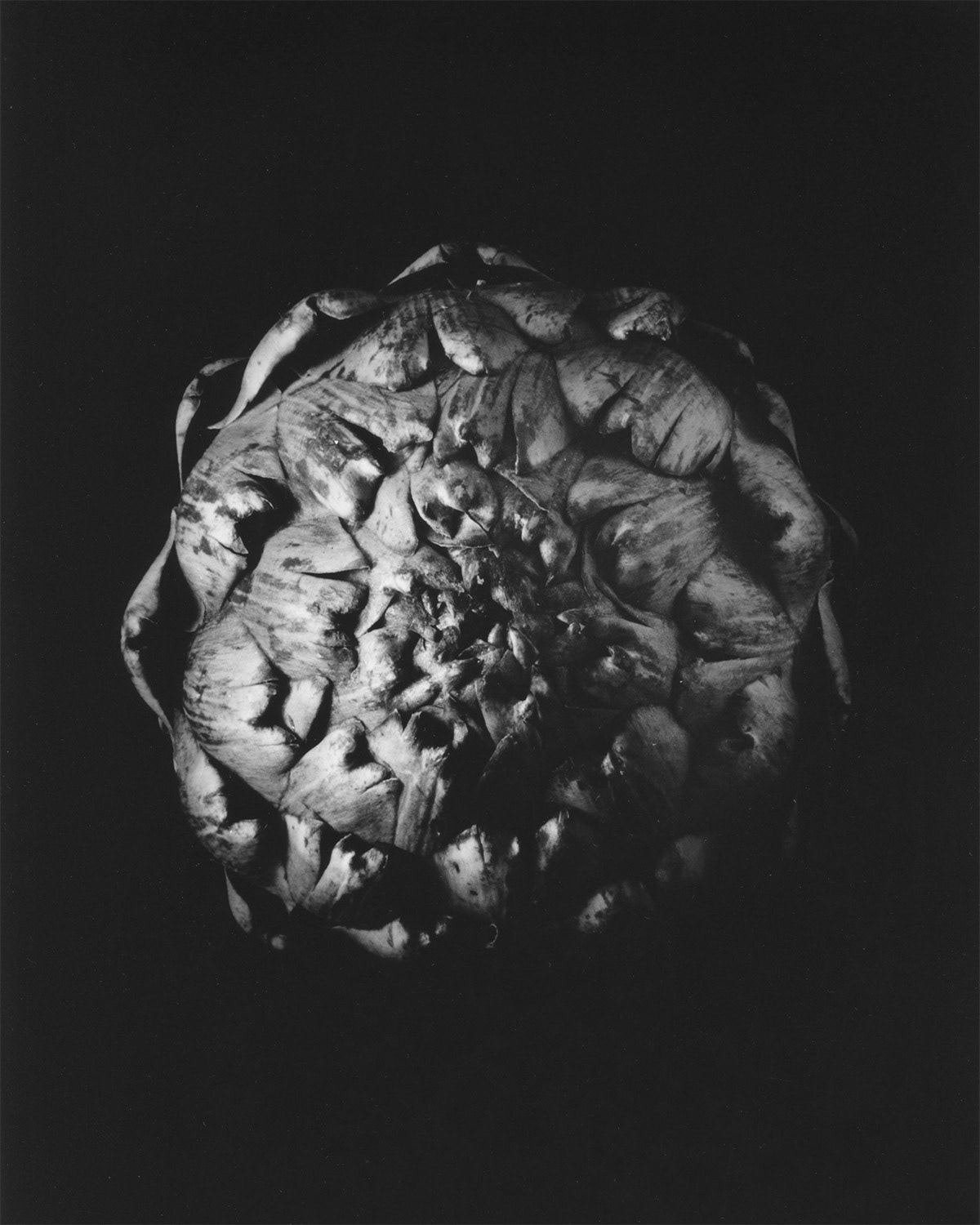 ARTICHOKE