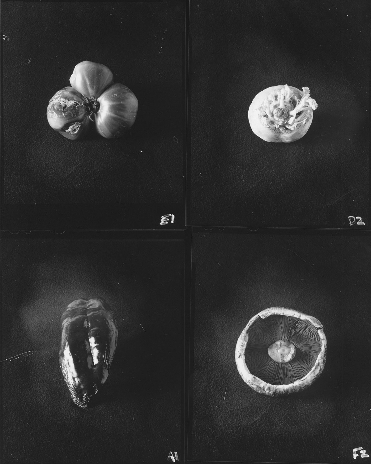 CONTACT PRINTS FROM 4X5 FILM SHEETS