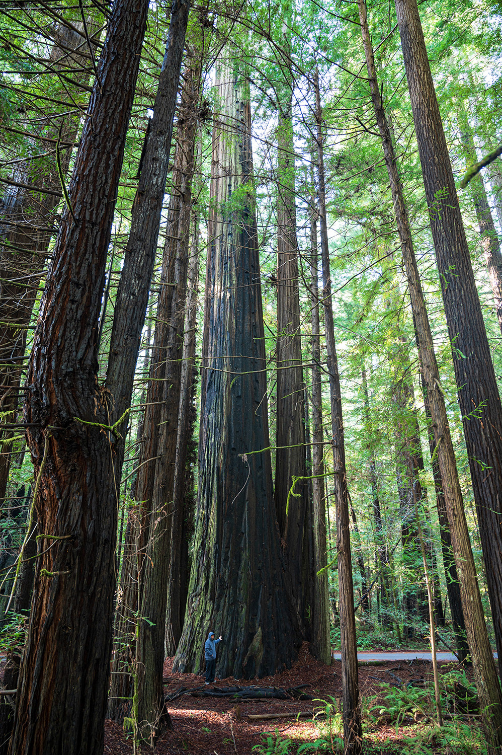 Redcrest, CA, US