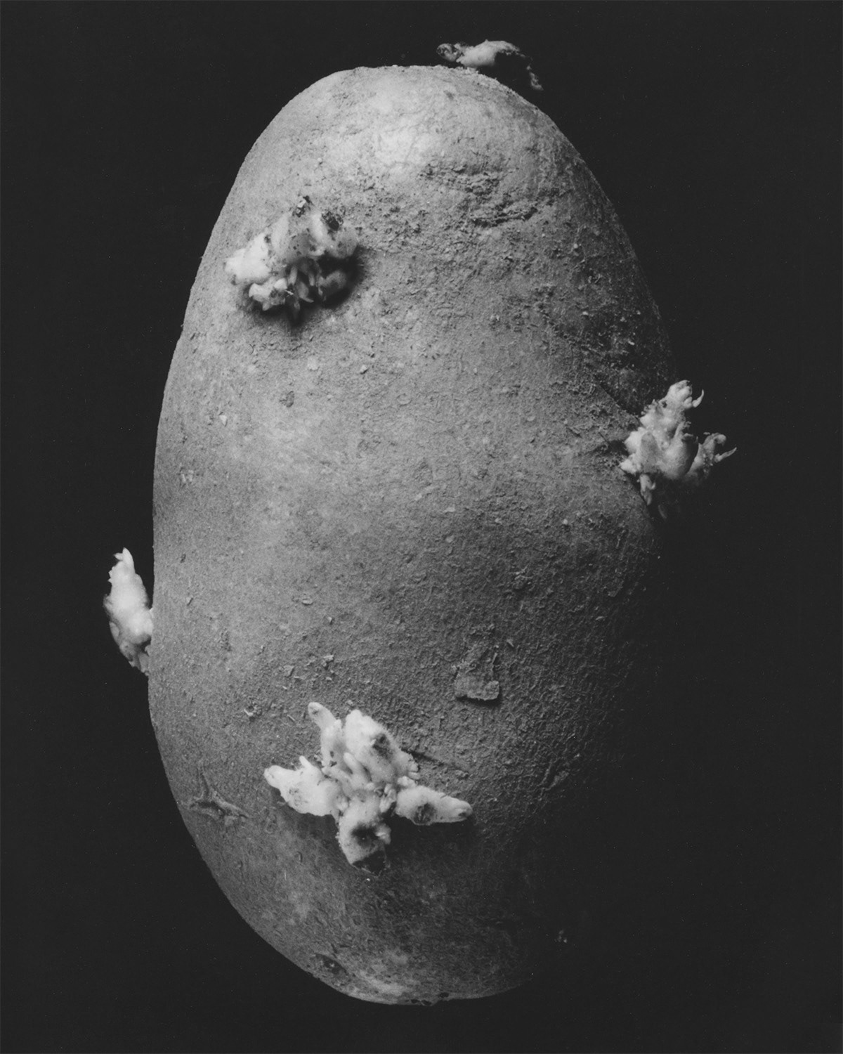 SPROUTING POTATO