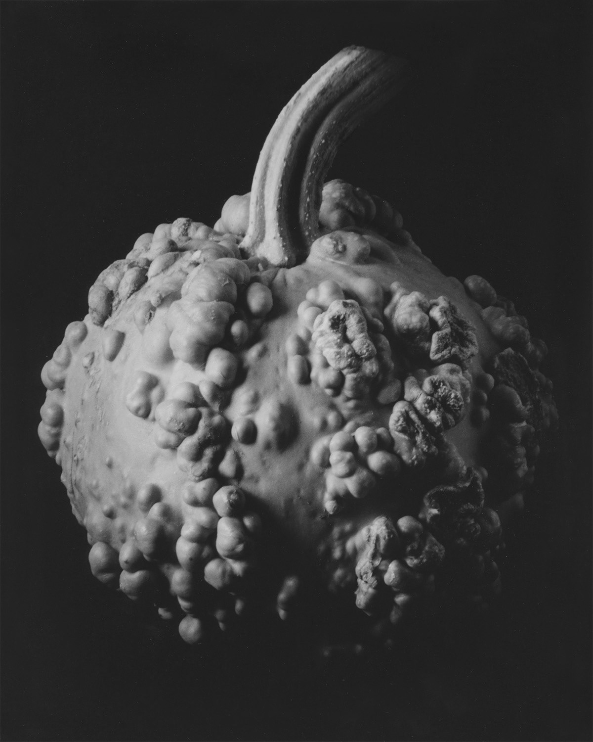 ROTTING PUMPKIN WITH WARTS