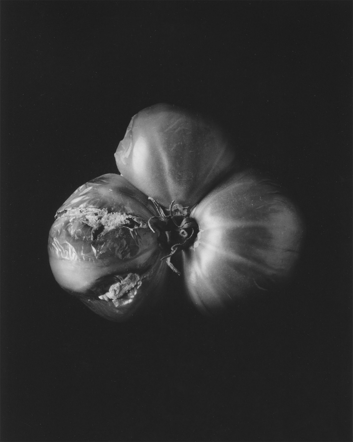 ROTTING HEIRLOOM TOMATO