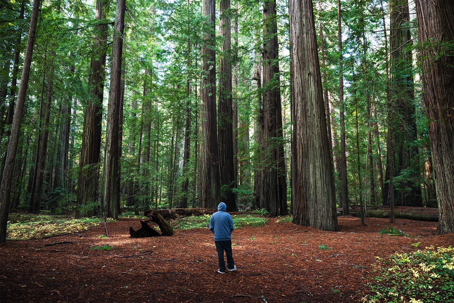 Redcrest, CA, US