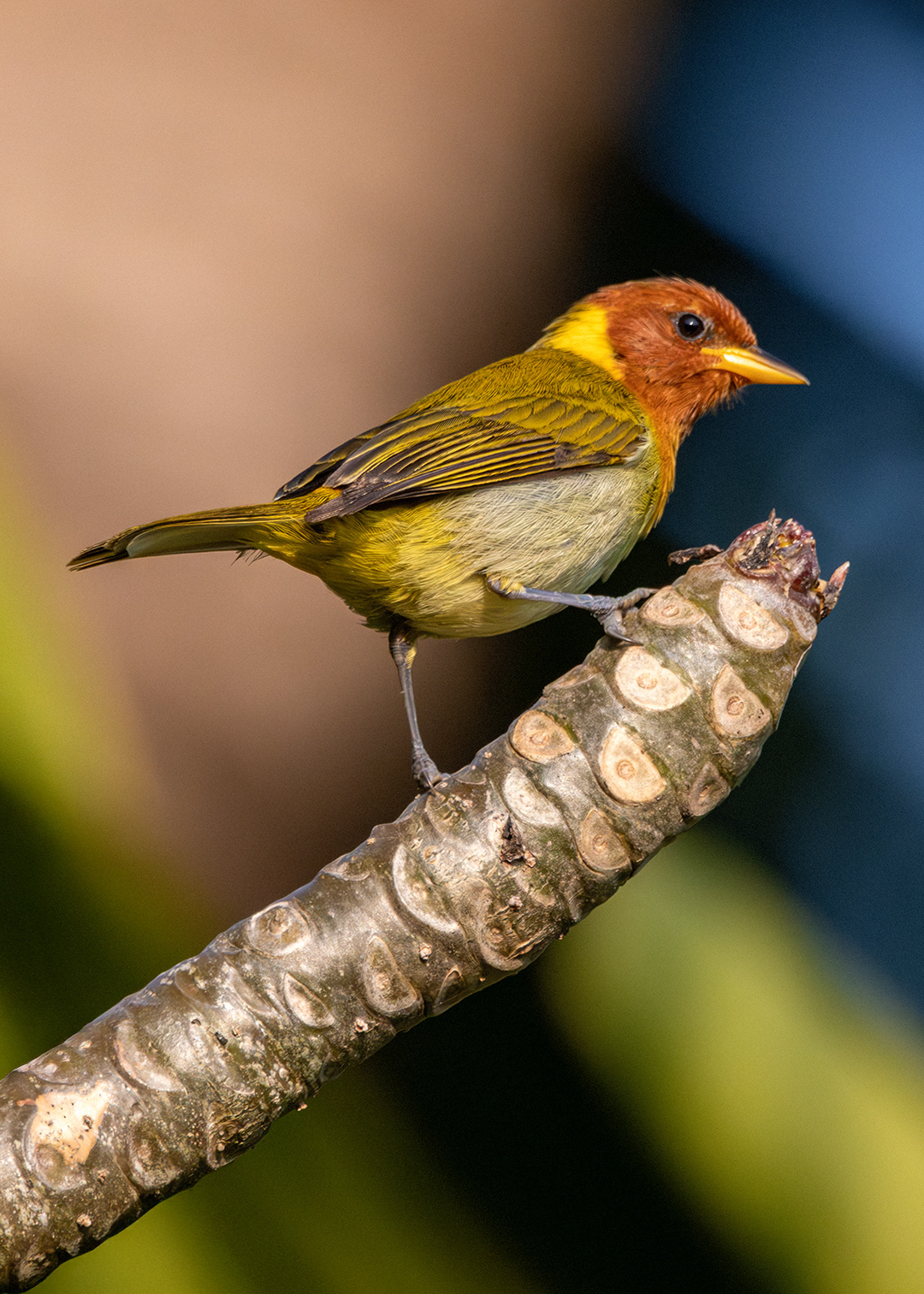 Saíra-ferrugem ♂ (Hemithraupis ruficapilla)