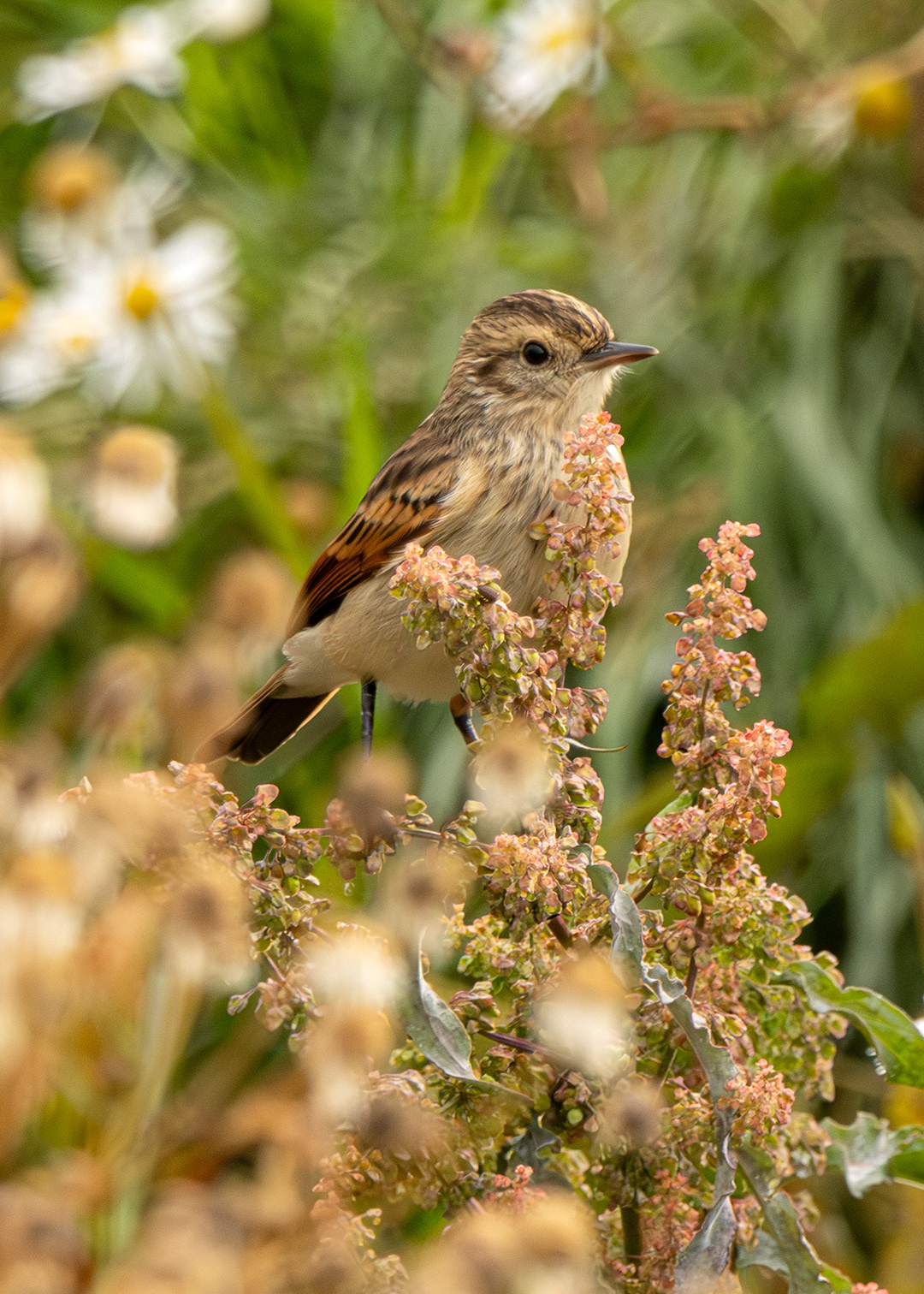 Pico de plata ♀ (Hymenops perspicillatus)