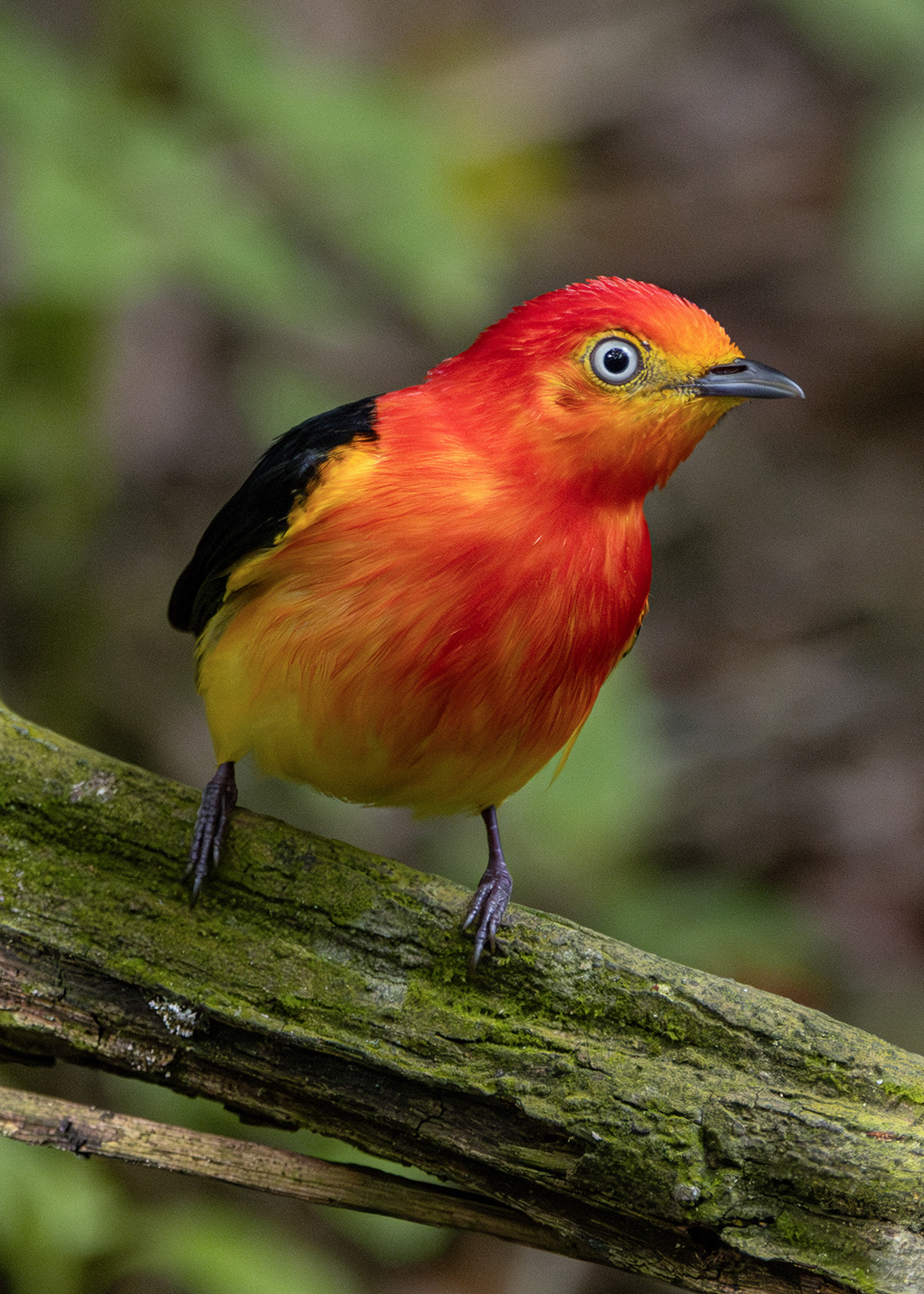 Uirapuru-laranja ♂ (Pipra fasciicauda)