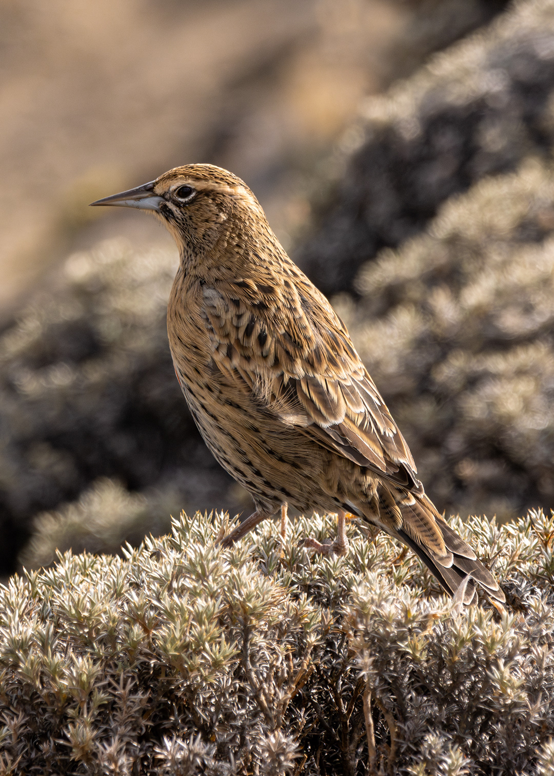 Loica ♀ (Leistes loyca)