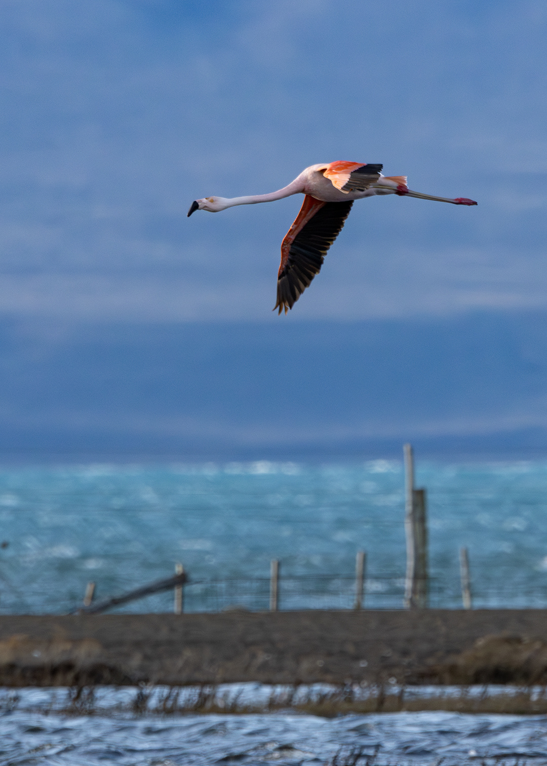 Flamenco austral (Phoenicopterus chilensis)