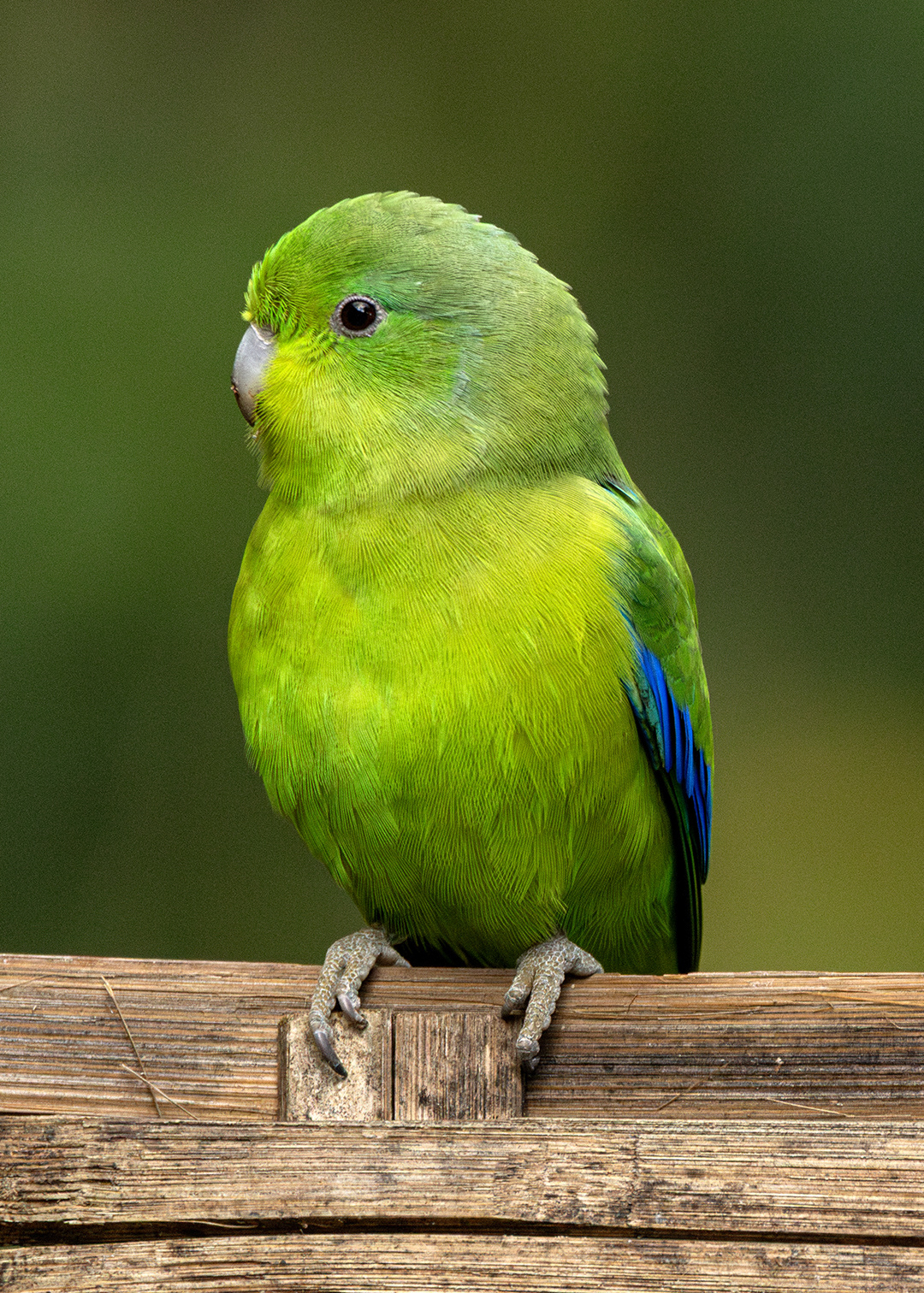 Tuim ♂ (Forpus xanthopterygius)