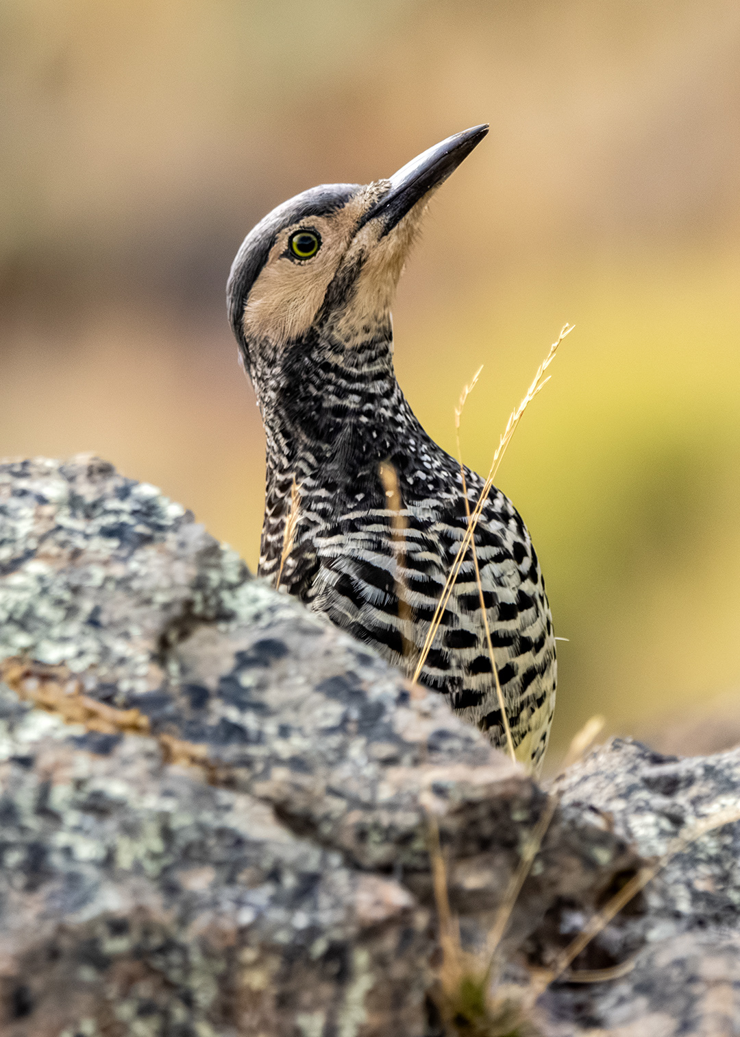Carpintero pitío (Colaptes pitius)