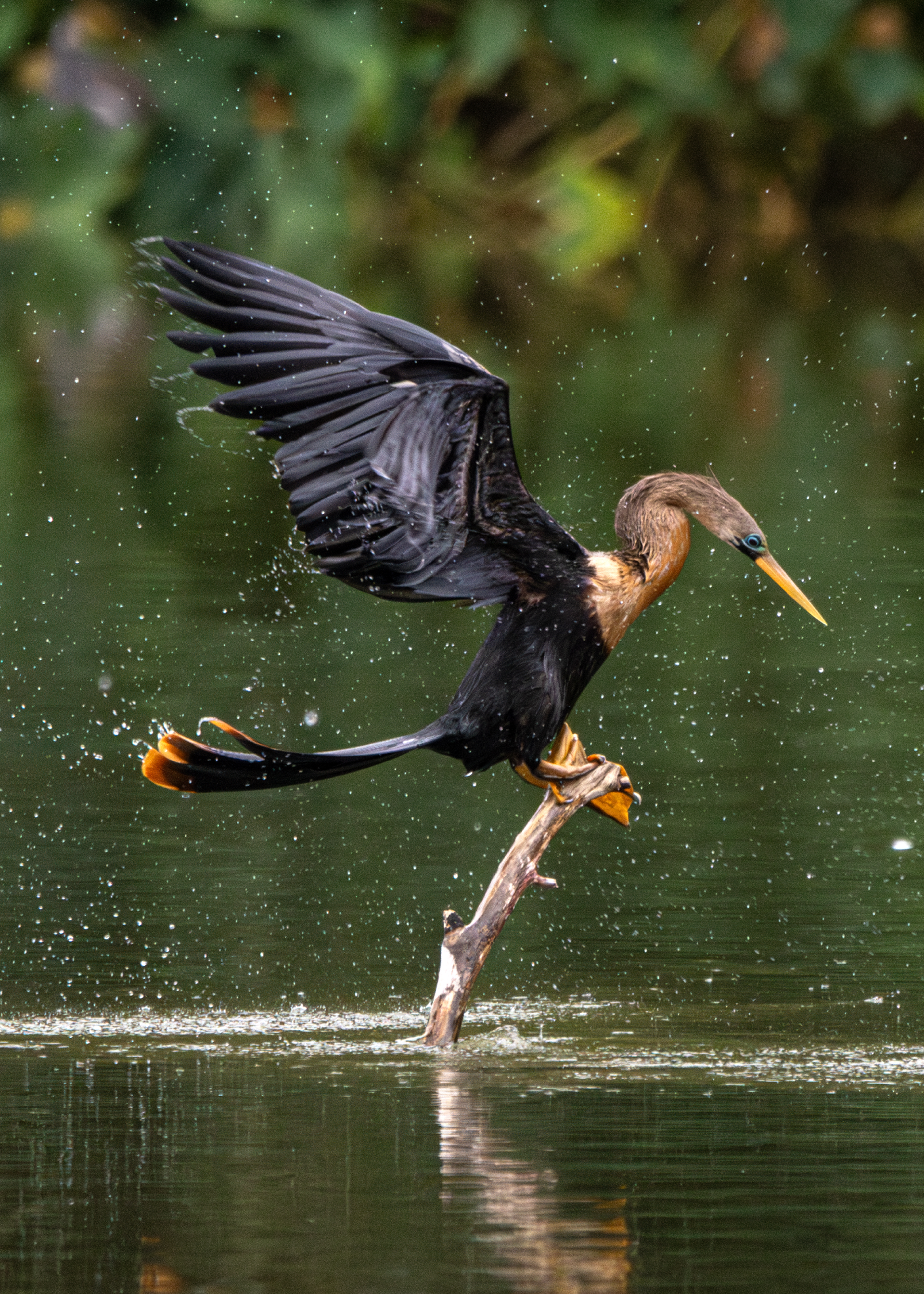 Biguatinga ♀ (Anhinga anhinga)