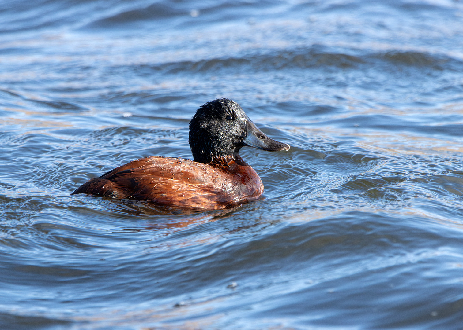 Malvasía andina (Oxyura ferruginea)