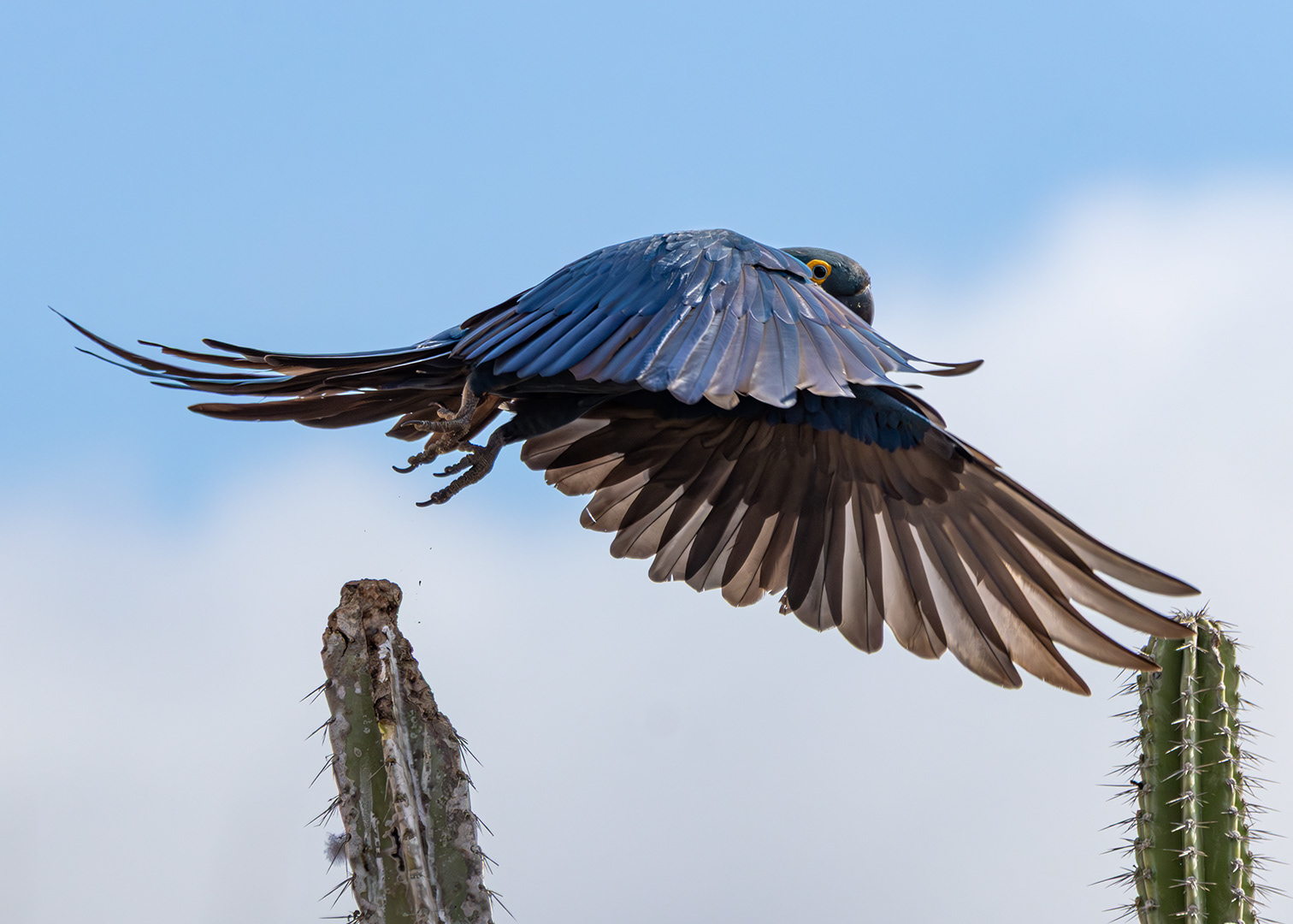 Arara-azul-da-caatinga (Anodorhynchus leari)