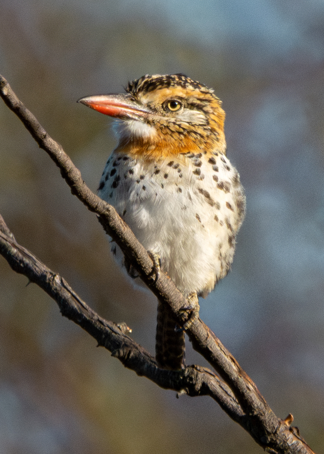 Rapazinho-dos-velhos (Nystalus maculatus)