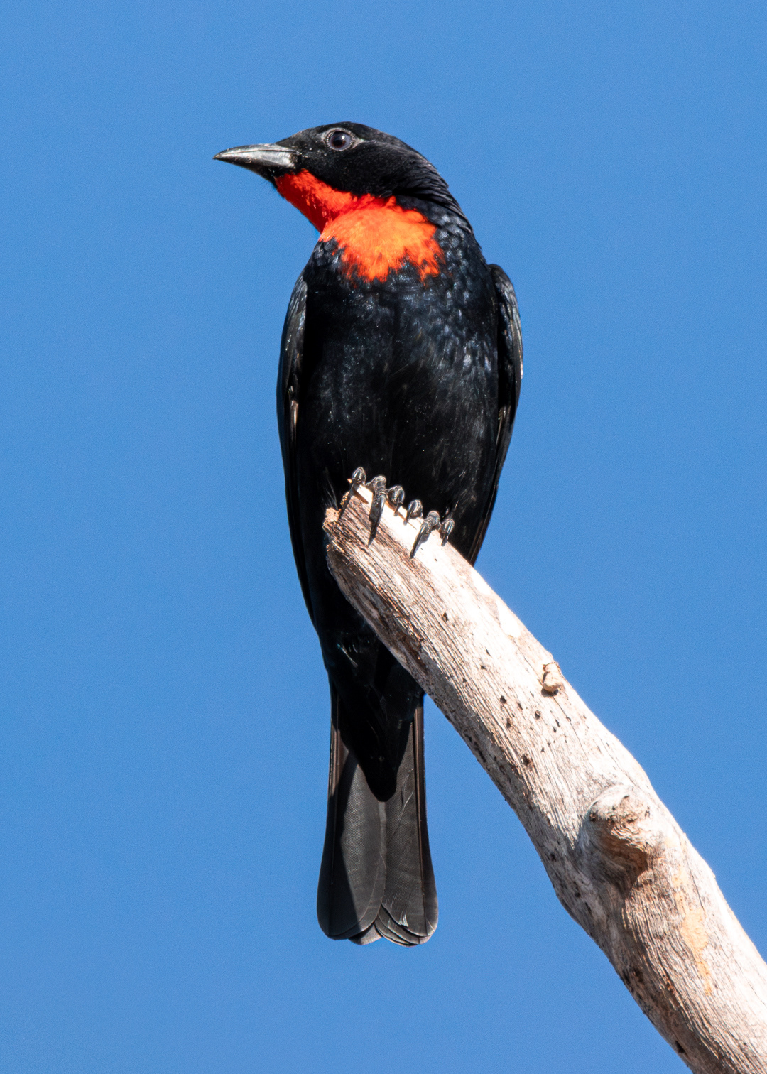 Tiê-caburé ♂ (Compsothraupis loricata)