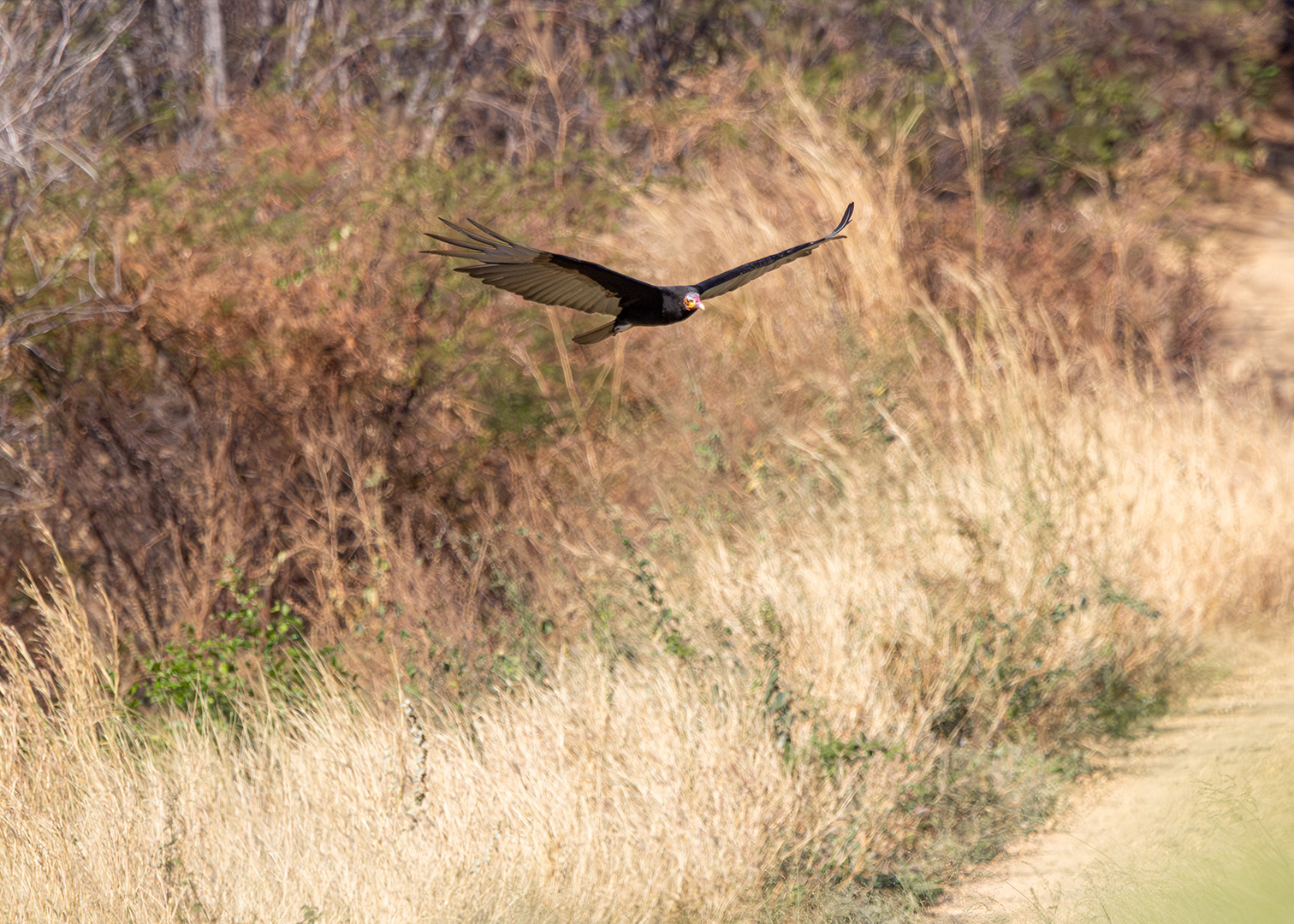 Urubu-de-cabeça-amarela (Cathartes burrovianus)