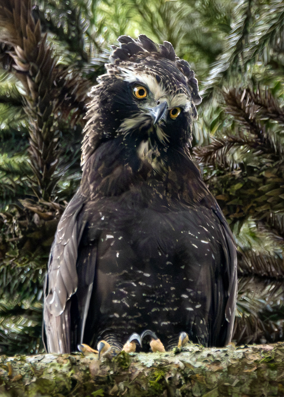 Águia-pega-macaco (Spizaetus tyrannus)