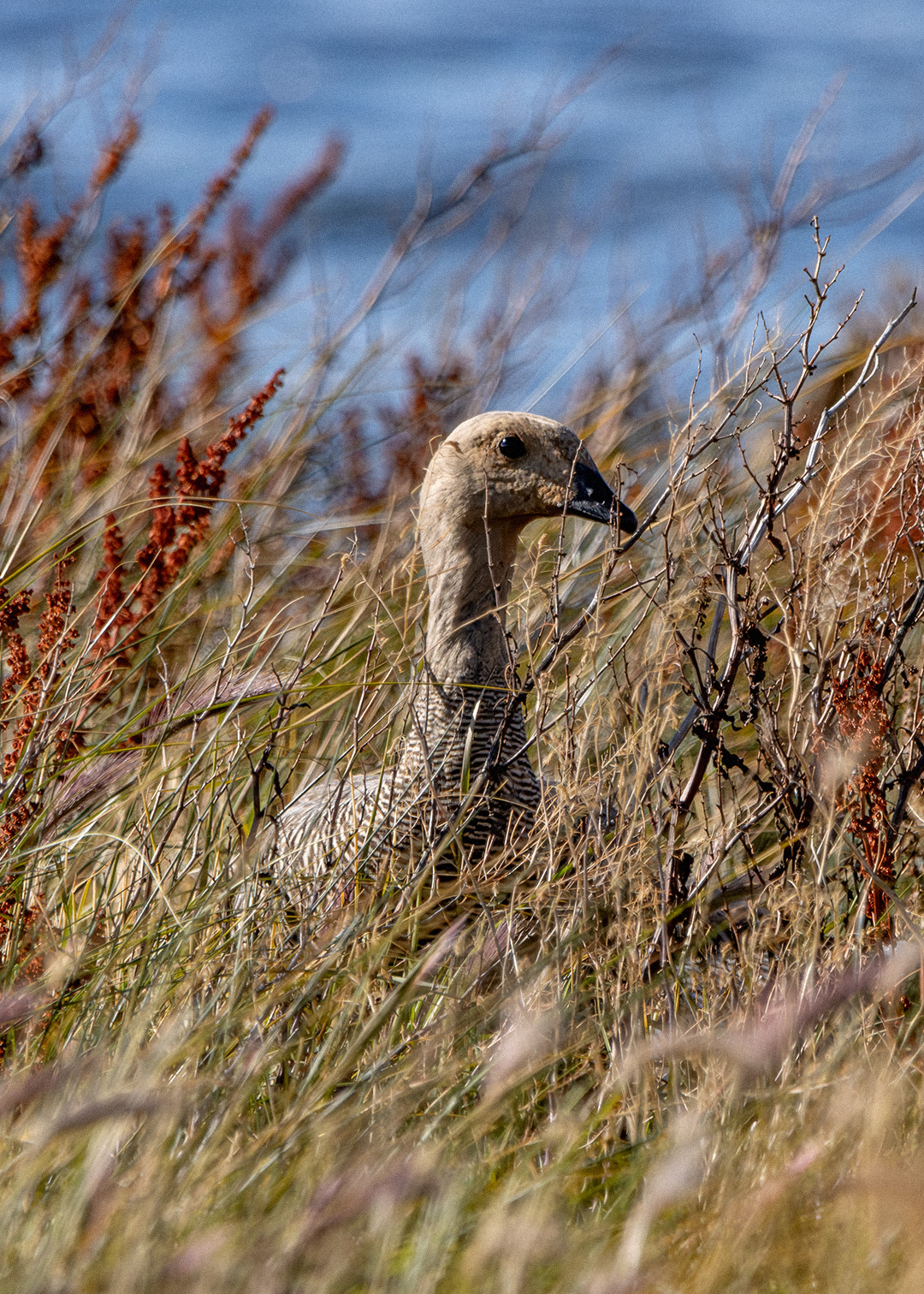 Cauquén común ♀ (Chloephaga picta)