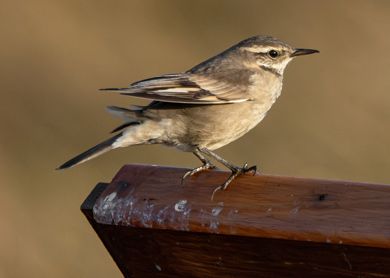 Remolinera parda (Cinclodes fuscus)