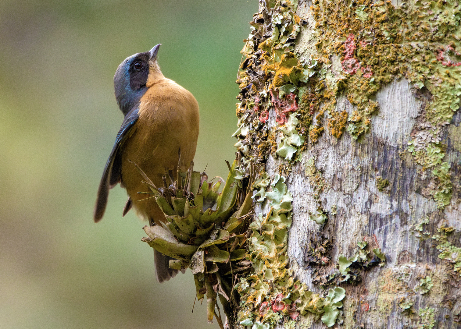 Saíra-viúva (Pipraeidea melanonota)