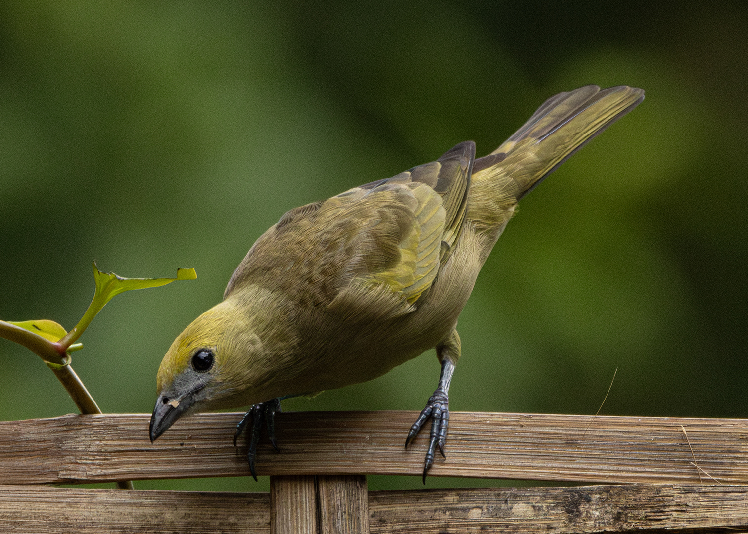 Sanhaço-do-coqueiro (Thraupis palmarum)