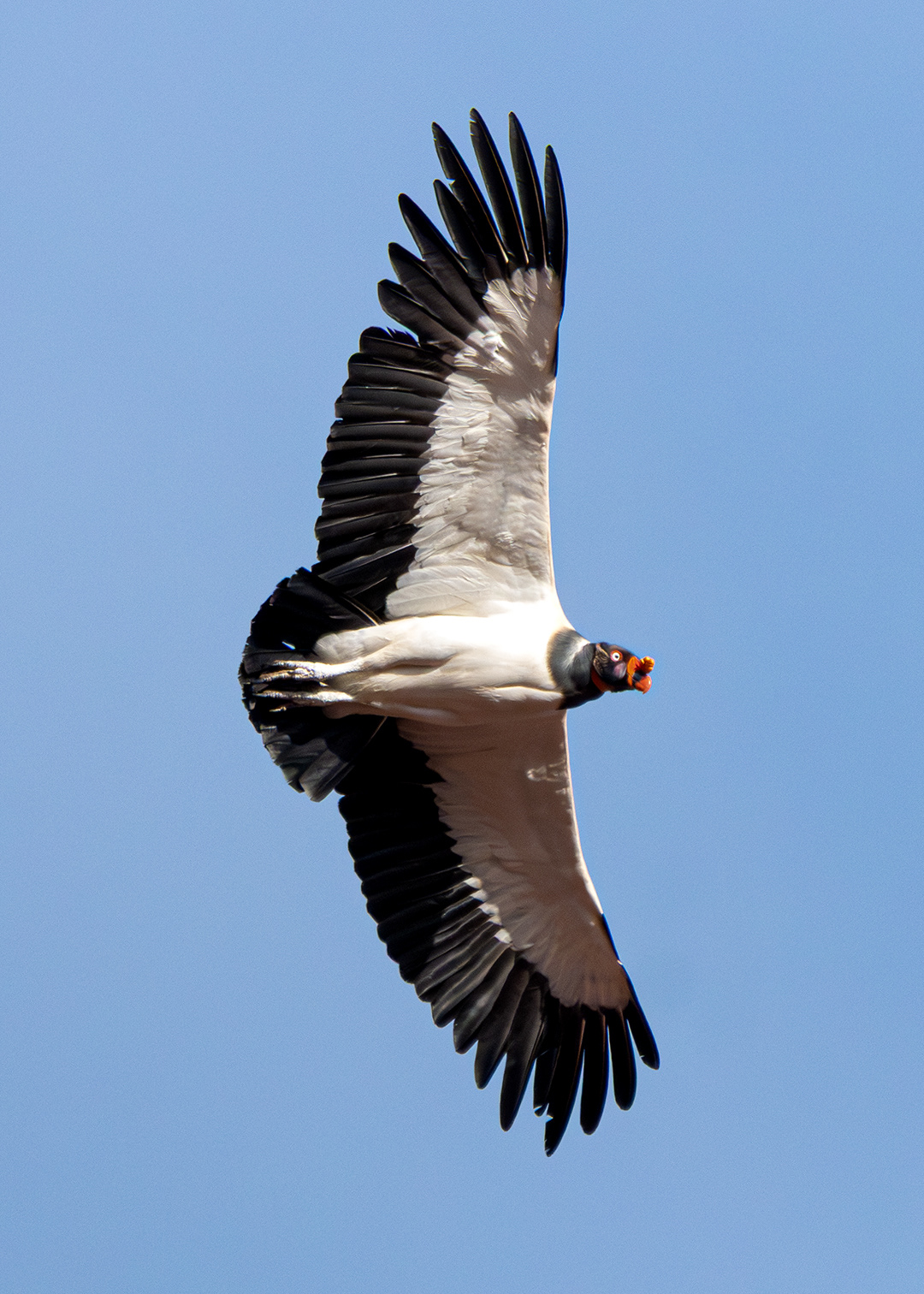 Urubu-rei (Sarcoramphus papa)
