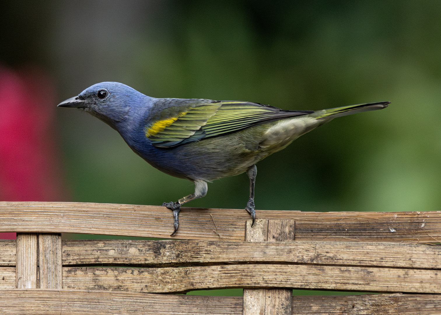 Sanhaço-de-encontro-amarelo (Thraupis ornata)
