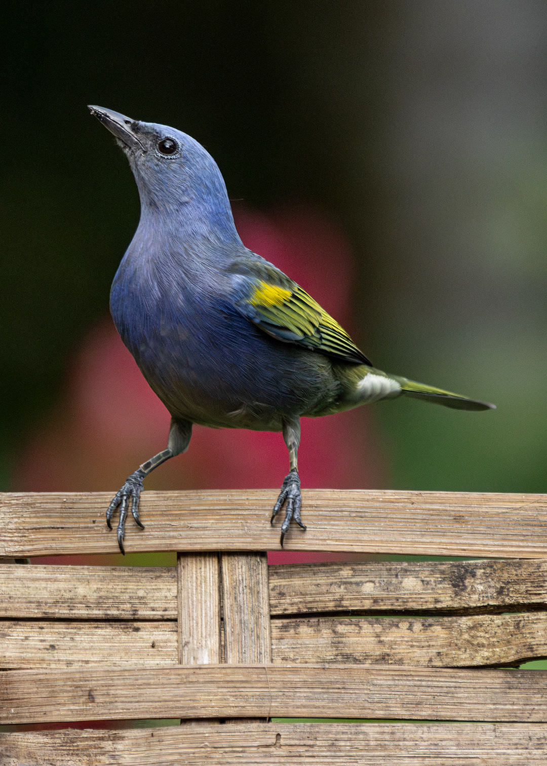 Sanhaço-de-encontro-amarelo (Thraupis ornata)