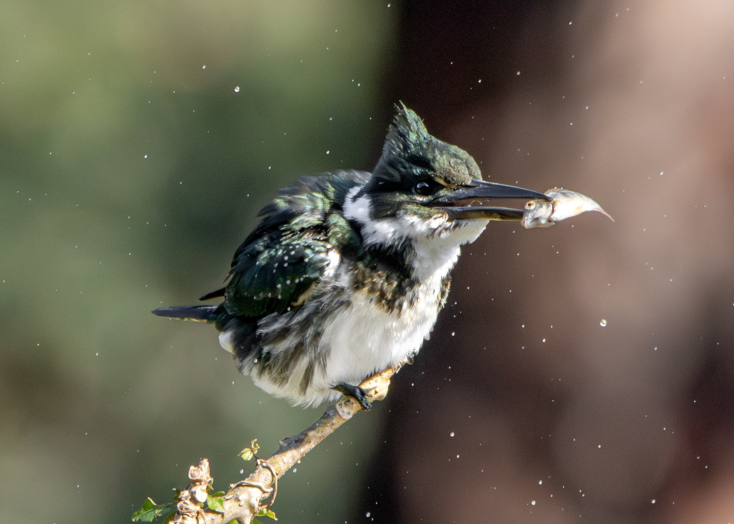 Martim-pescador-verde ♀ (Chloroceryle amazona)