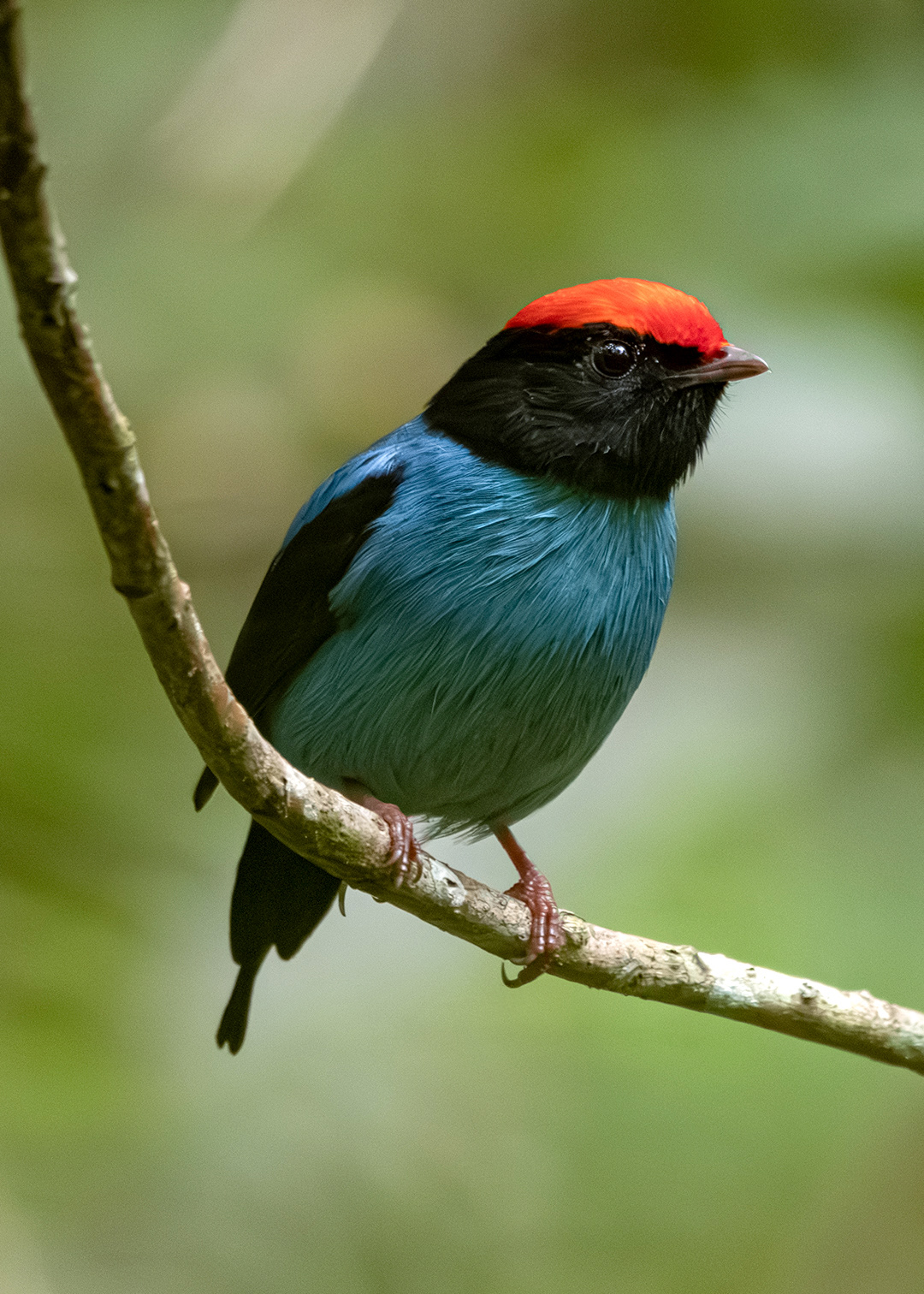 Tangará-dançarino ♂ (Chiroxiphia caudata)