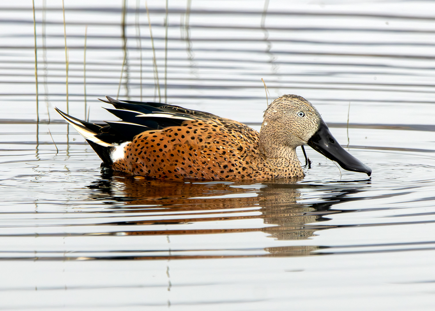 Pato cuchara ♂ (Spatula platalea)
