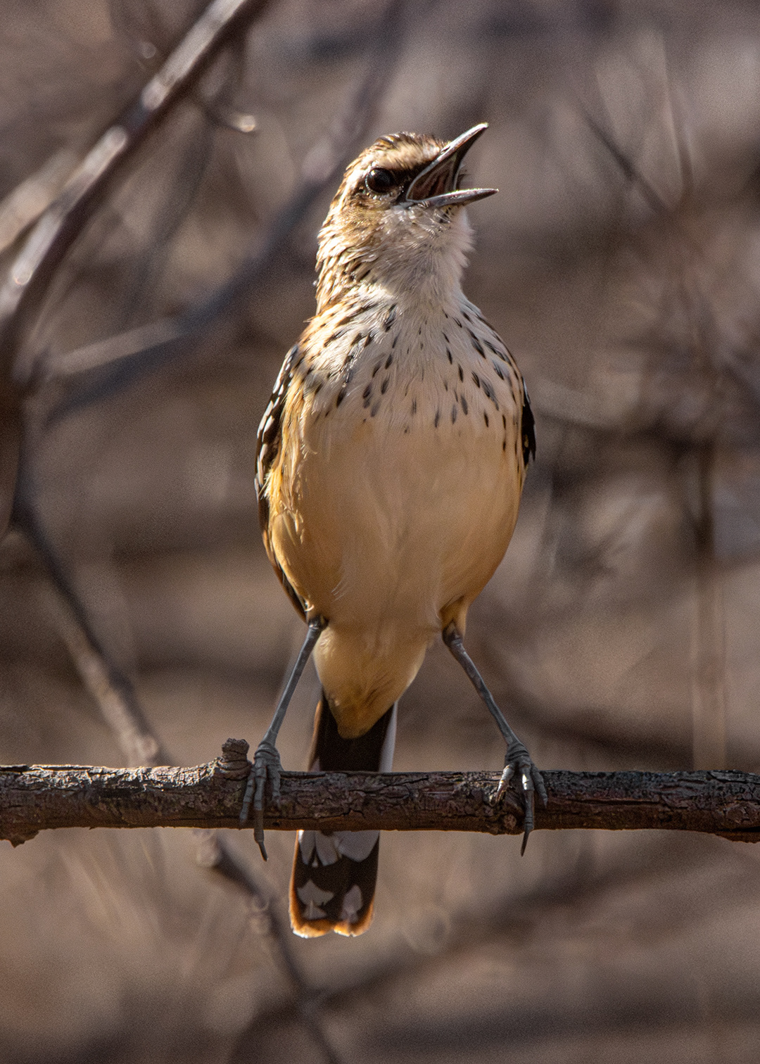 Tem-farinha-aí ♀ (Myrmorchilus strigilatus)