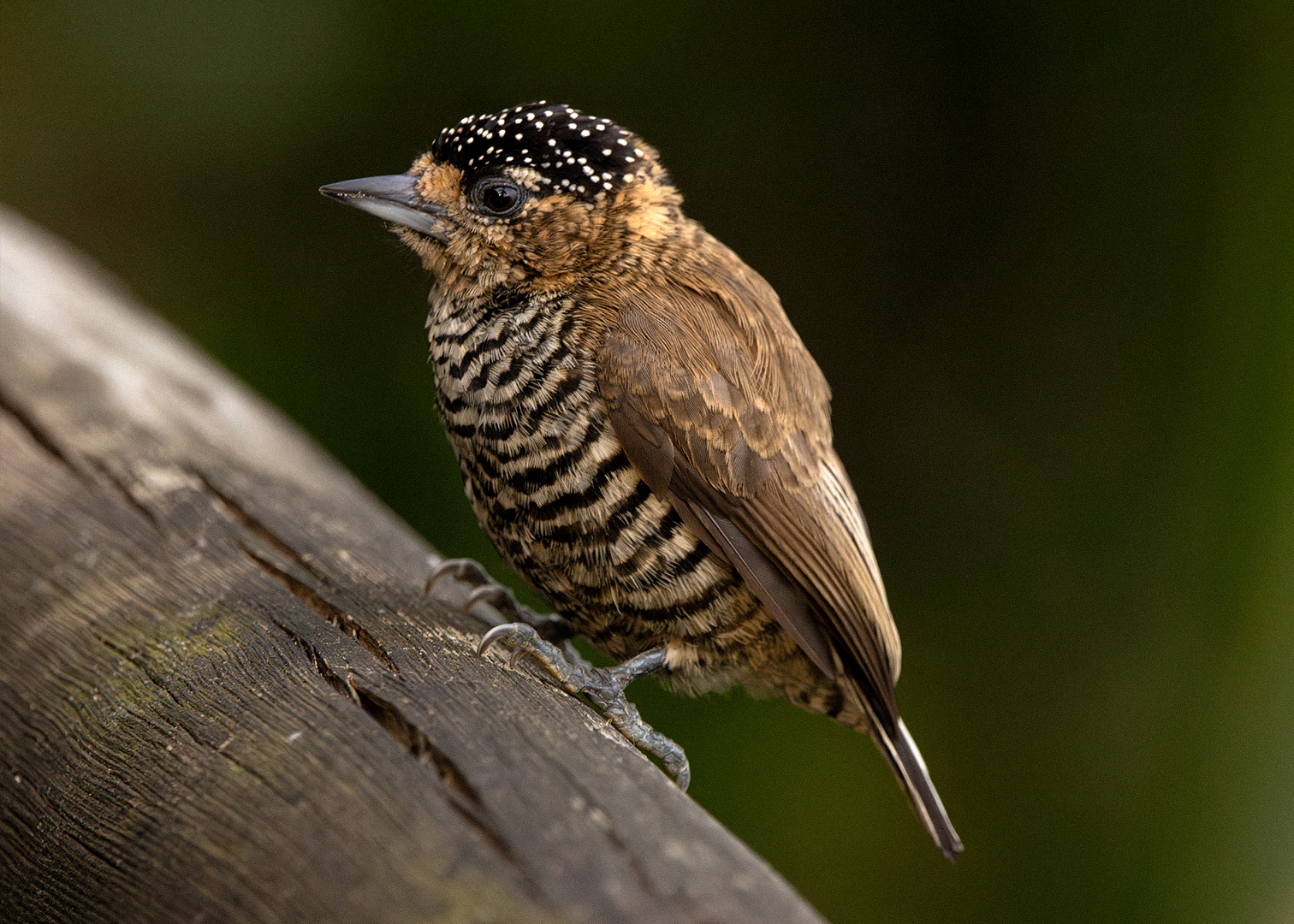 Picapauzinho-de-coleira ♀ (Picumnus temminckii)