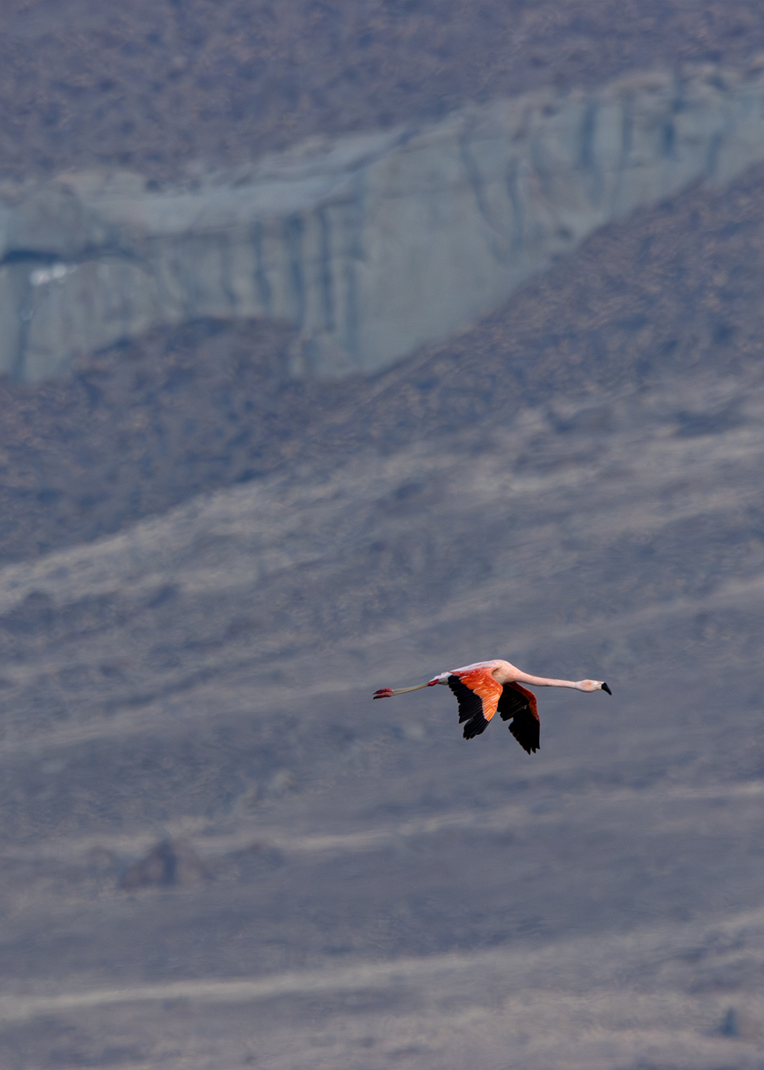 Flamenco austral (Phoenicopterus chilensis)