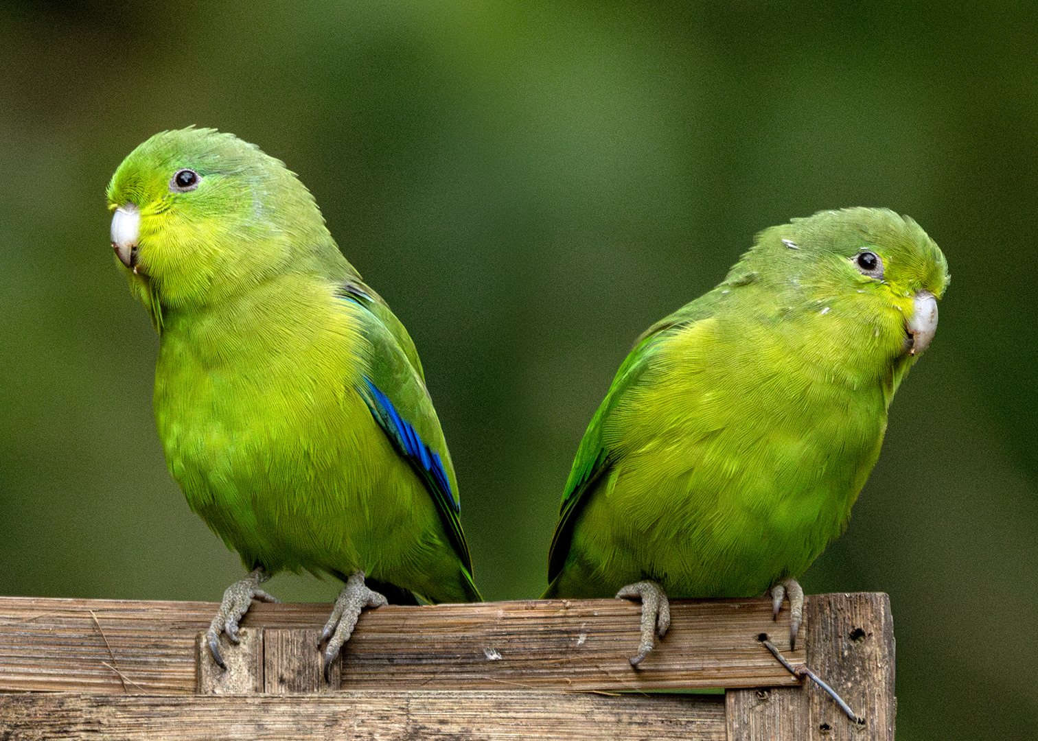 Tuim (Forpus xanthopterygius)