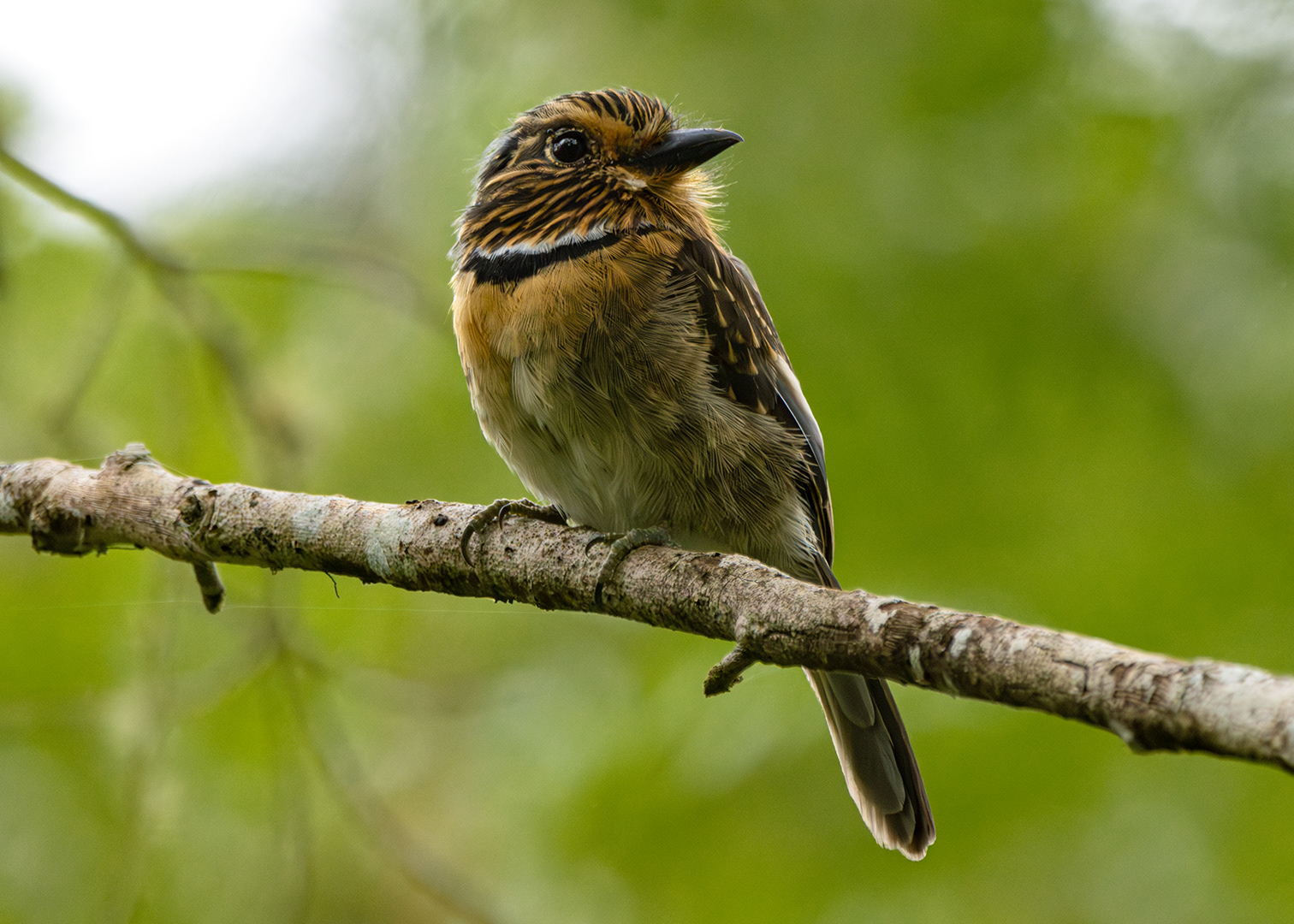 Barbudo-rajado (Malacoptila striata)