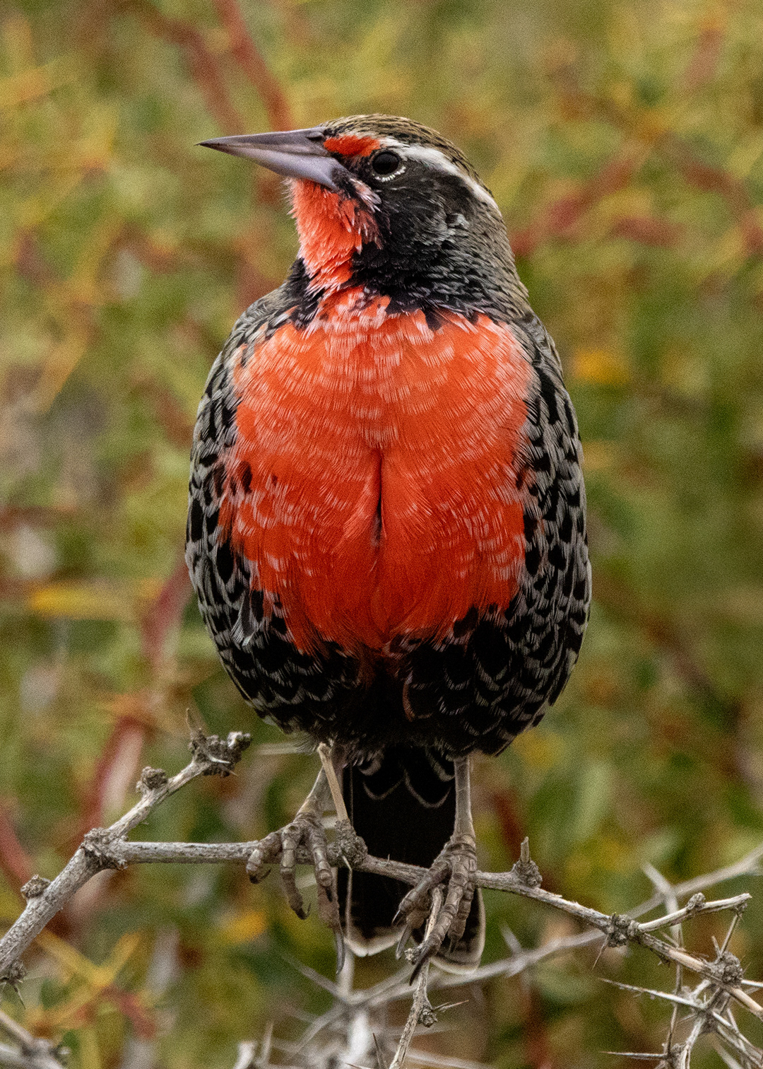 Loica ♂ (Leistes loyca)