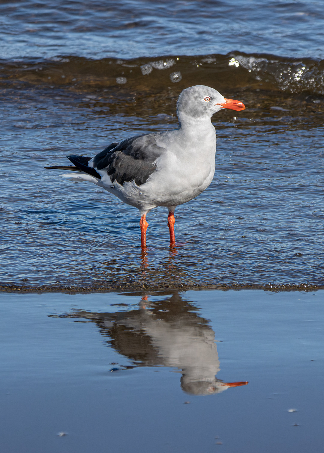 Gaviota patagónica (Leucophaeus scoresbii)