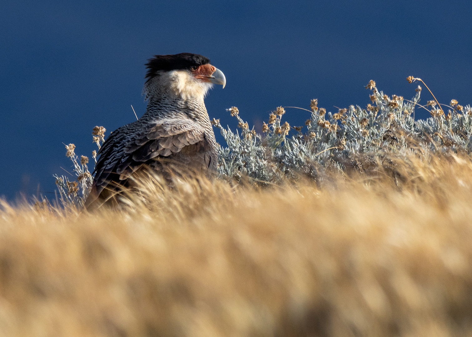 Carancho (Caracara plancus)