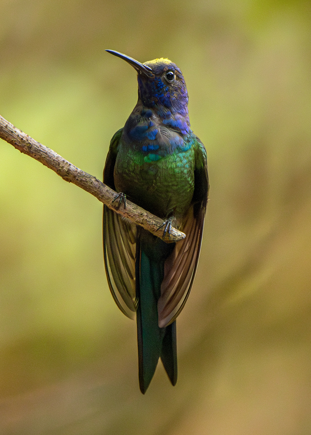 Beija-flor-tesoura (Eupetomena macroura)