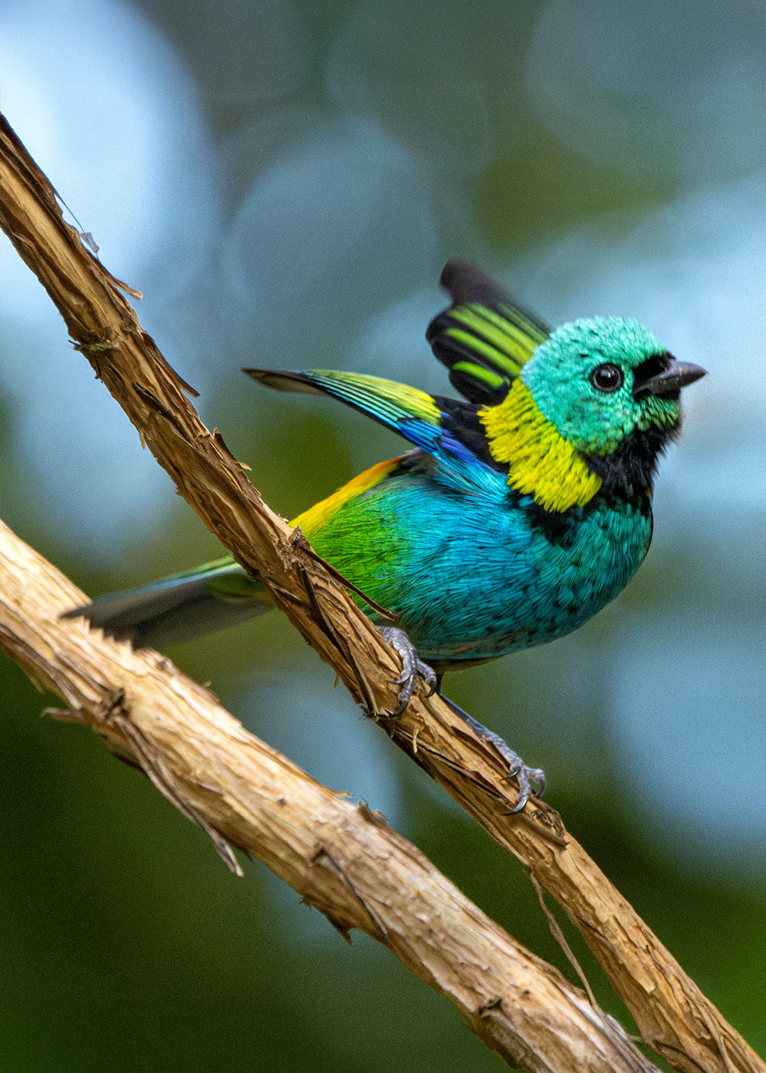 Saíra-sete-cores (Tangara seledon)