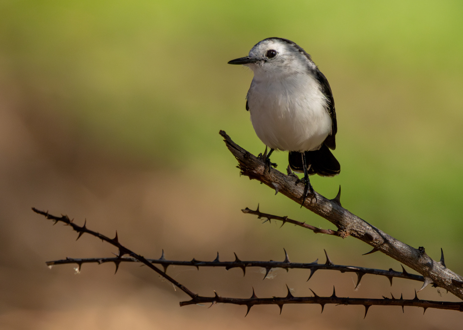 Lavadeira-de-cara-branca (Fluvicola albiventer)