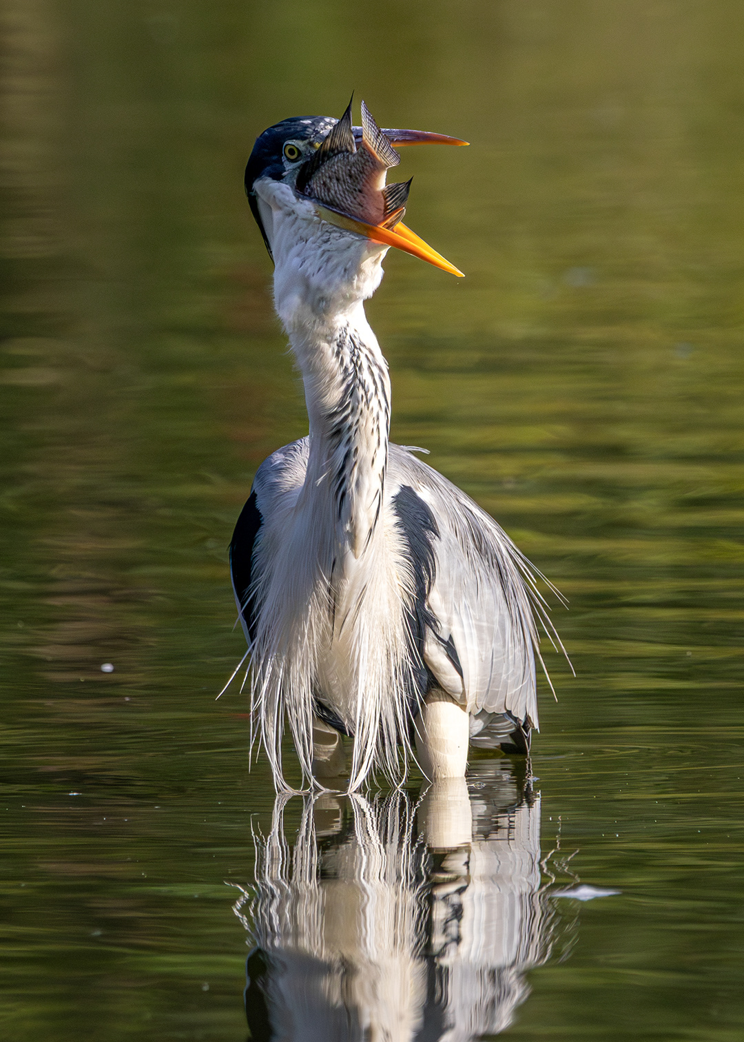 Garça-moura (Ardea cocoi)