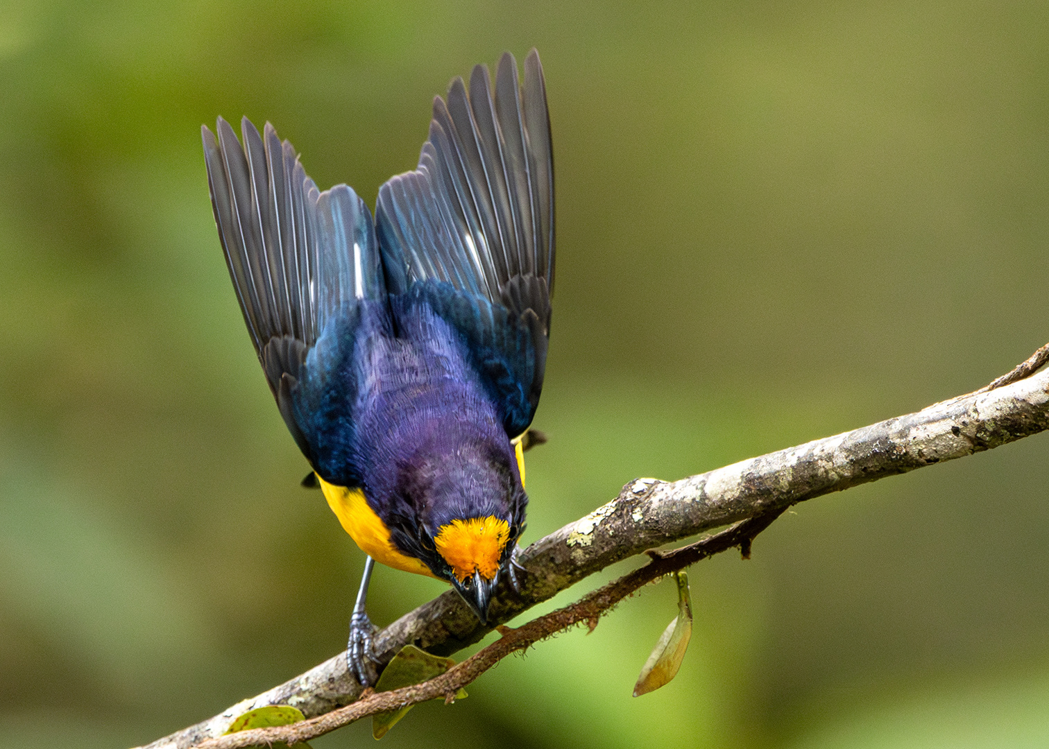 Gaturamo-verdadeiro ♂ (Euphonia violacea)
